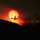Image for article titled Sprawl Is Making Wildfires Worse